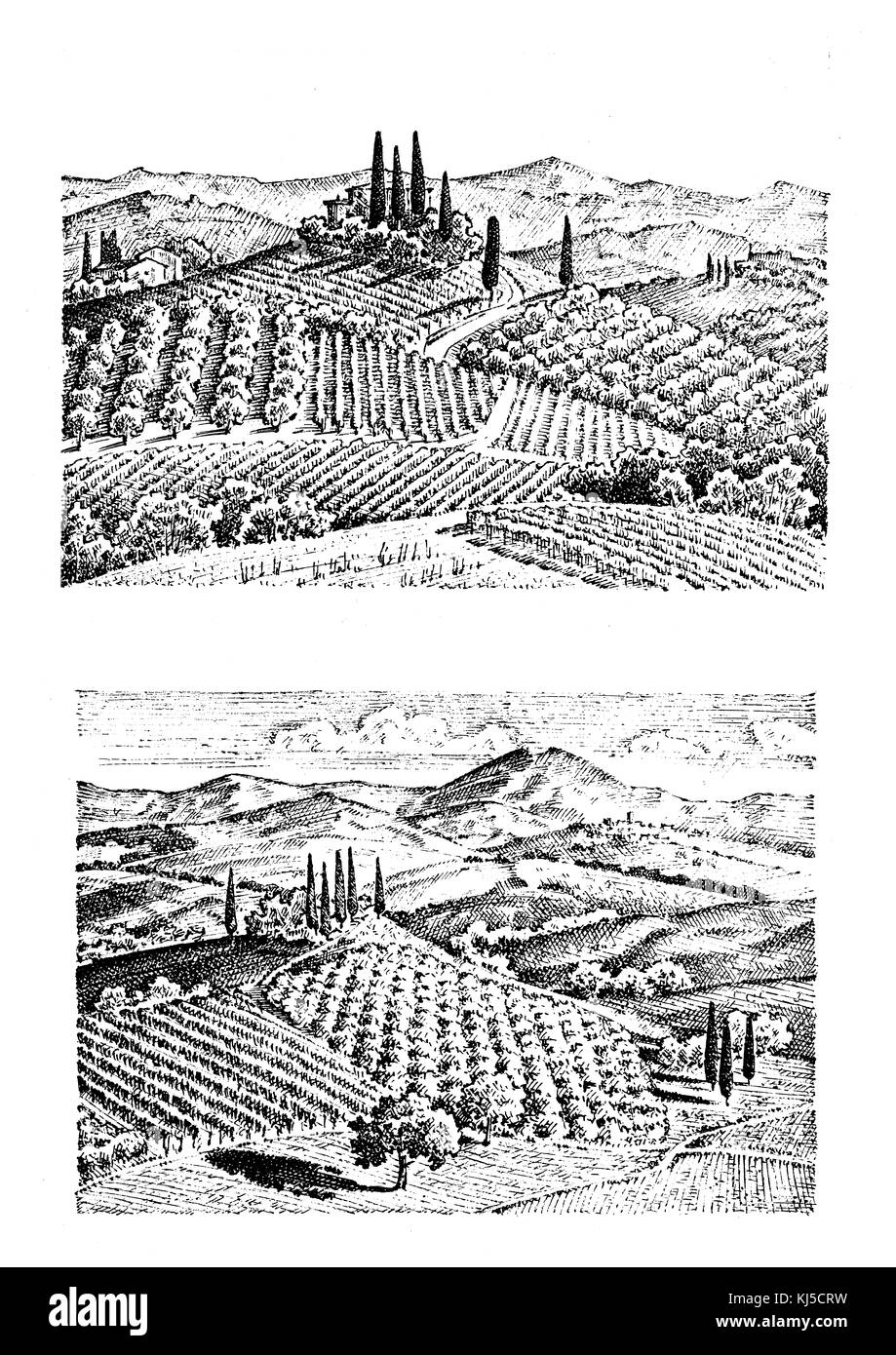 Vigneto rustico. paesaggio rurale con case. solar toscana sfondo. campi e cipressi. raccolta e haystacks. incisi disegnati a mano nel vecchio Foto Stock