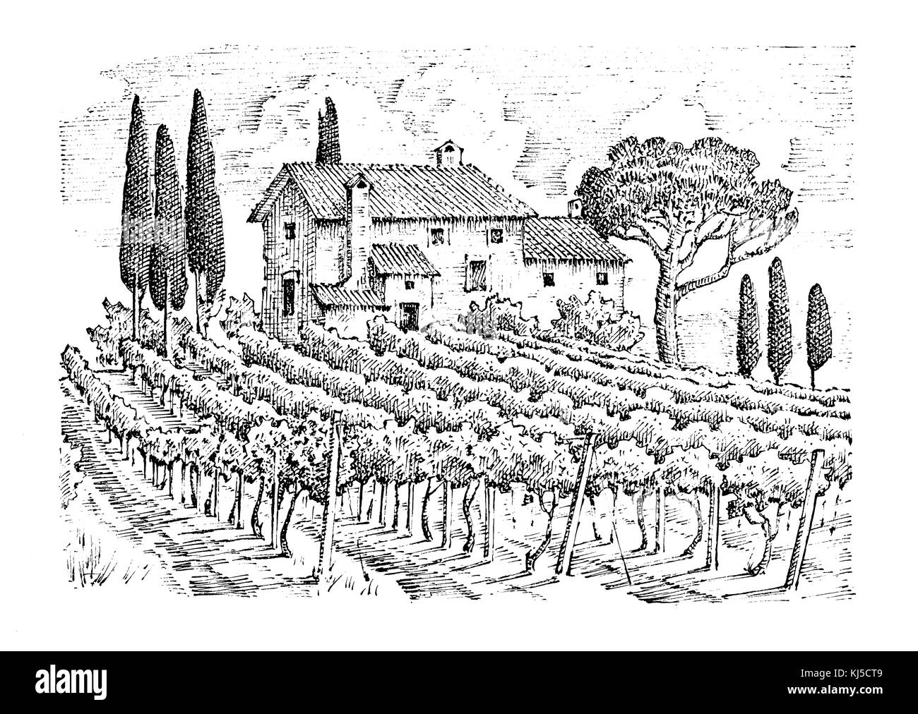 Vigneto rustico. paesaggio rurale con case. solar toscana sfondo. campi e cipressi. raccolta e haystacks. incisi disegnati a mano nel vecchio Foto Stock