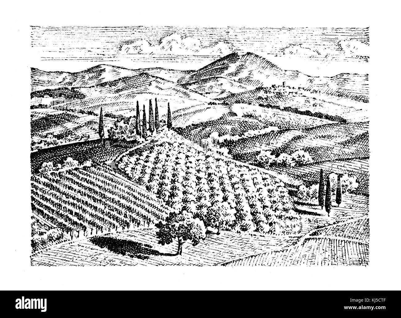 Vigneto rustico. paesaggio rurale con case. solar toscana sfondo. campi e cipressi. raccolta e haystacks. incisi disegnati a mano nel vecchio Foto Stock
