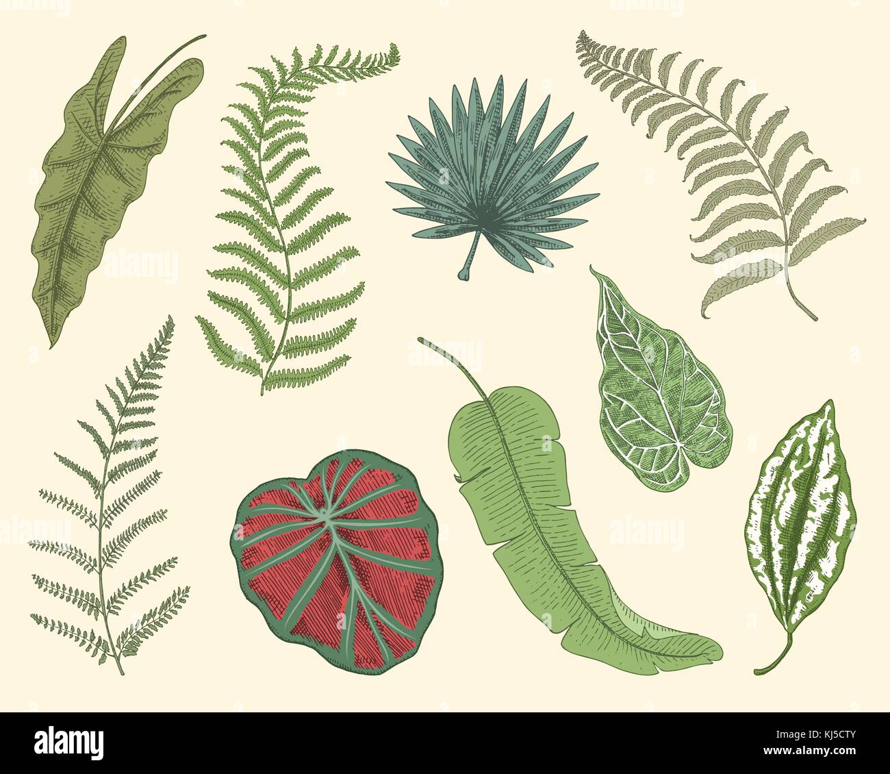 Tropicale o foglie esotiche, foglia di differenti vintage cercando piante. monstera e la felce, palm con banana botanica set. Fiori incisi vintage, disegnato a mano. botanico prodotto organico. sfondo verde. Illustrazione Vettoriale