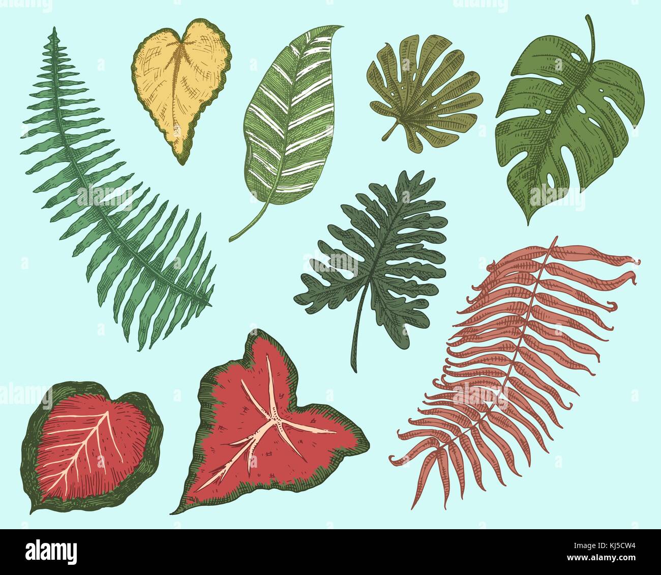 Tropicale o foglie esotiche, foglia di differenti vintage cercando piante. monstera e la felce, palm con banana botanica set. Fiori incisi vintage, disegnato a mano. botanico prodotto organico. sfondo verde. Illustrazione Vettoriale