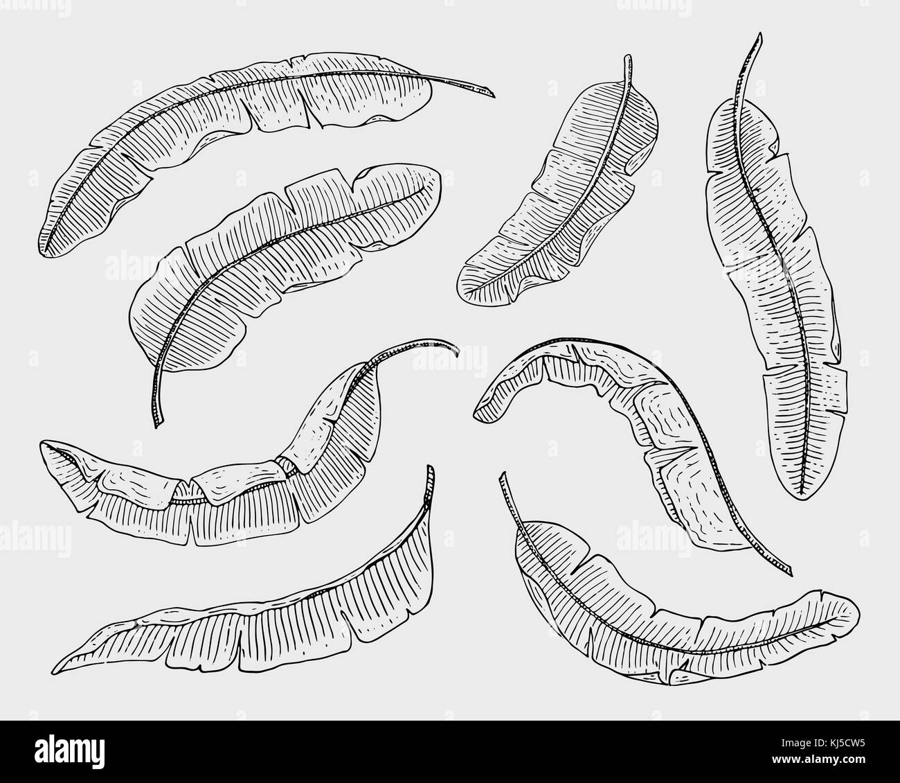 Tropicale o foglie esotiche, foglia di differenti vintage cercando piante. monstera e la felce, palm con banana botanica set. Fiori incisi vintage, disegnato a mano. botanico prodotto organico. sfondo verde. Illustrazione Vettoriale