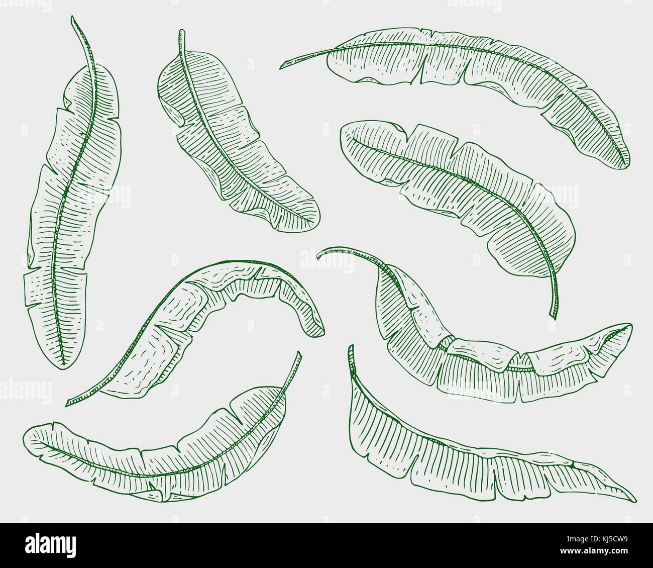 Tropicale o foglie esotiche, foglia di differenti vintage cercando piante. monstera e la felce, palm con banana botanica set. Fiori incisi vintage, disegnato a mano. botanico prodotto organico. sfondo verde. Illustrazione Vettoriale
