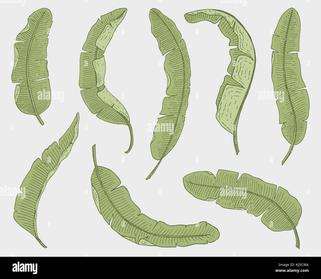Tropicale o foglie esotiche, foglia di differenti vintage cercando piante. monstera e la felce, palm con banana botanica set. Fiori incisi vintage, disegnato a mano. botanico prodotto organico. sfondo verde. Illustrazione Vettoriale