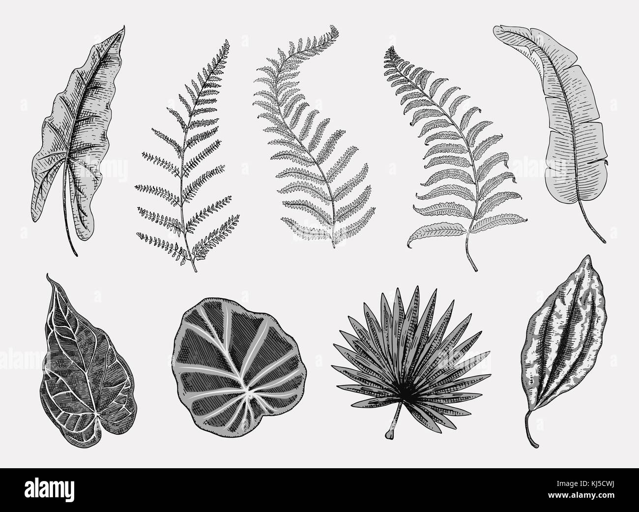 Tropicale o foglie esotiche, foglia di differenti vintage cercando piante. monstera e la felce, palm con banana botanica set. Fiori incisi vintage, disegnato a mano. botanico prodotto organico. sfondo verde. Illustrazione Vettoriale