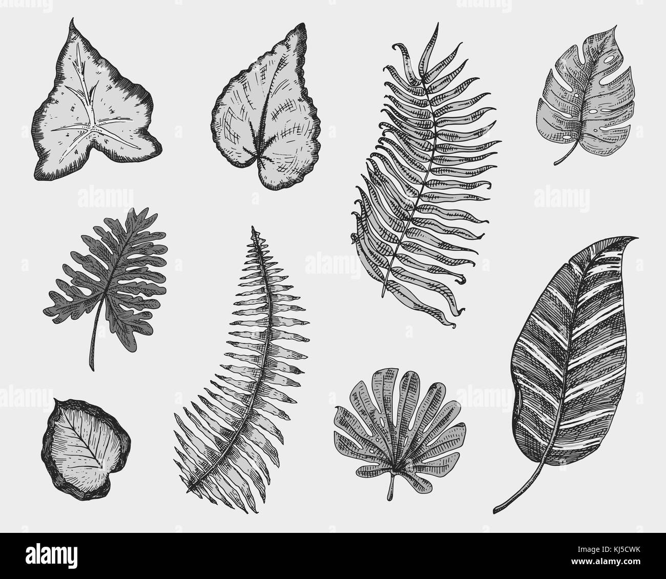 Tropicale o foglie esotiche, foglia di differenti vintage cercando piante. monstera e la felce, palm con banana botanica set. Fiori incisi vintage, disegnato a mano. botanico prodotto organico. sfondo verde. Illustrazione Vettoriale