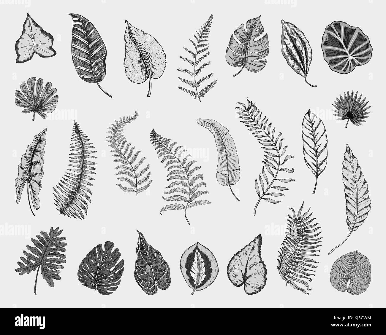 Tropicale o foglie esotiche, foglia di differenti vintage cercando piante. monstera e la felce, palm con banana botanica set. Fiori incisi vintage, disegnato a mano. botanico prodotto organico. sfondo verde. Illustrazione Vettoriale