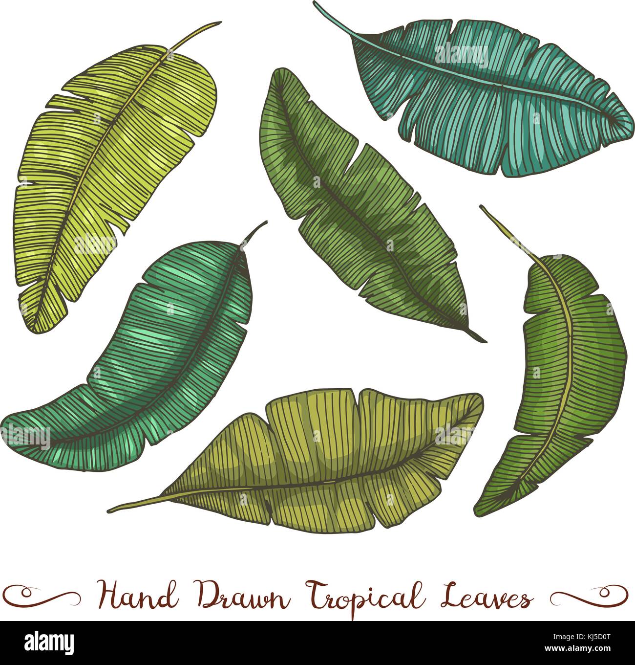 Tropicale o foglie esotiche, foglia di differenti vintage cercando piante. monstera e la felce, palm con banana botanica set. Fiori incisi vintage, disegnato a mano. botanico prodotto organico. sfondo verde. Illustrazione Vettoriale