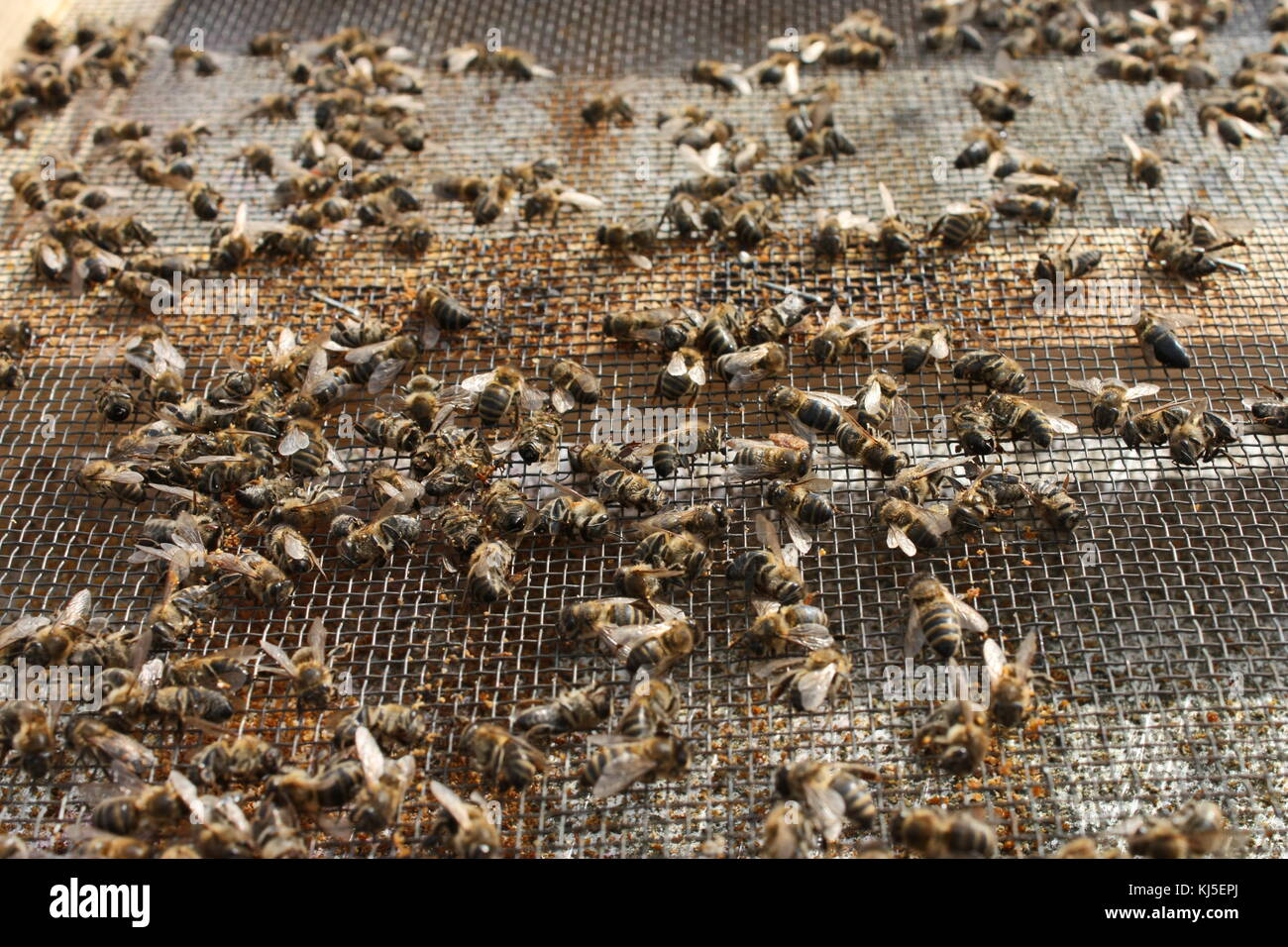 Api morto Foto Stock