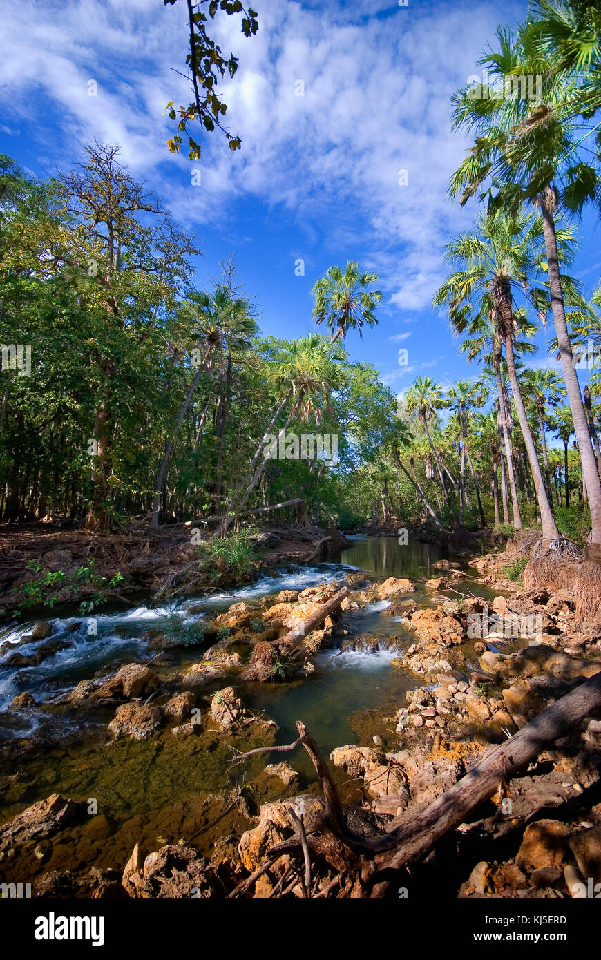 (Pandanus Pandanus sp.), lungo la collina di Prato Creek presso la base di scogliere di Prato Hill Gorge. Boodjamulla (Lawn Hill) Parco Nazionale, Queensland, Australia Foto Stock