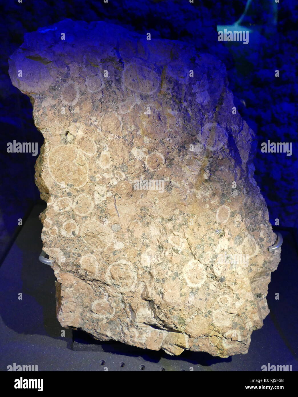 Un campione di granito Rapakivi, un hornblende-biotite granito contenenti grandi arrotondata dei cristalli di ortoclasio ciascuno con un cerchio di oligoclase. Recante la data del XXI secolo Foto Stock