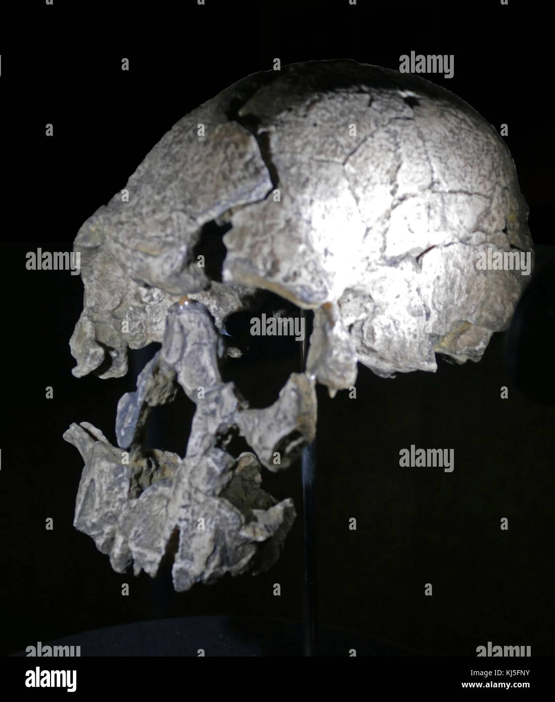 Australopithecus Rudolfensis Immagini e Fotos Stock - Alamy