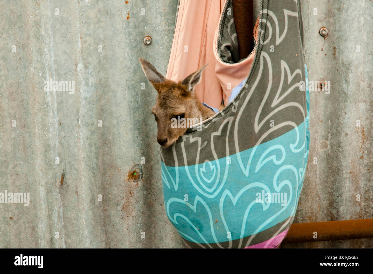 bambino di canguro Foto Stock