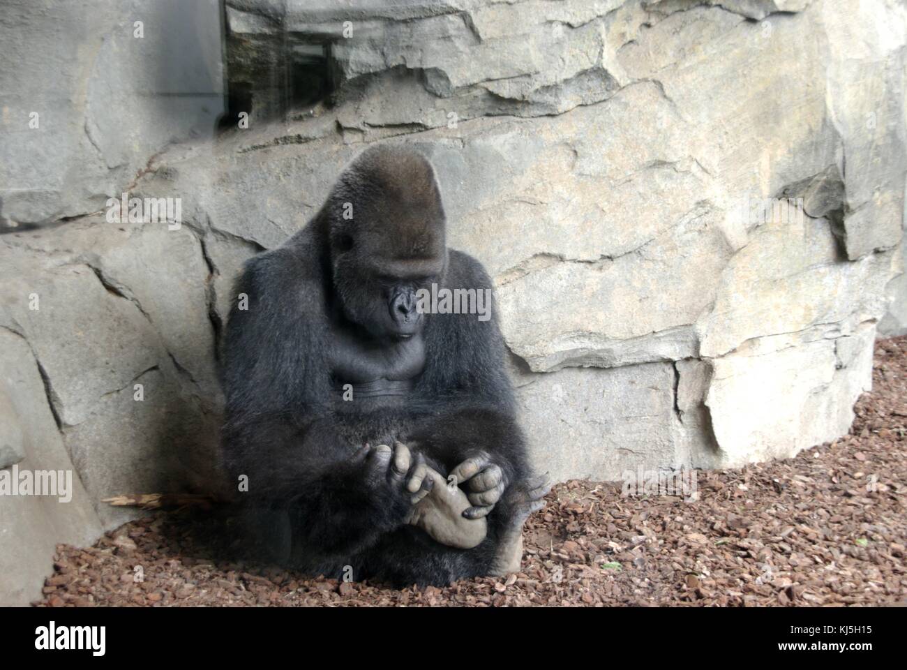 Gorilla macho di argento indietro sat e che si gratta un piede Foto Stock