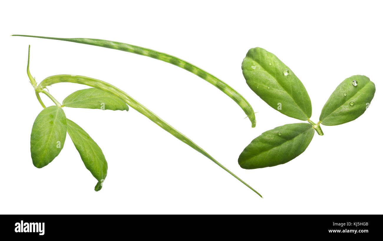 Fenugreek (Trigonella foenum-graecum) foglie e baccelli con semi. tracciati di ritaglio per ogni Foto Stock