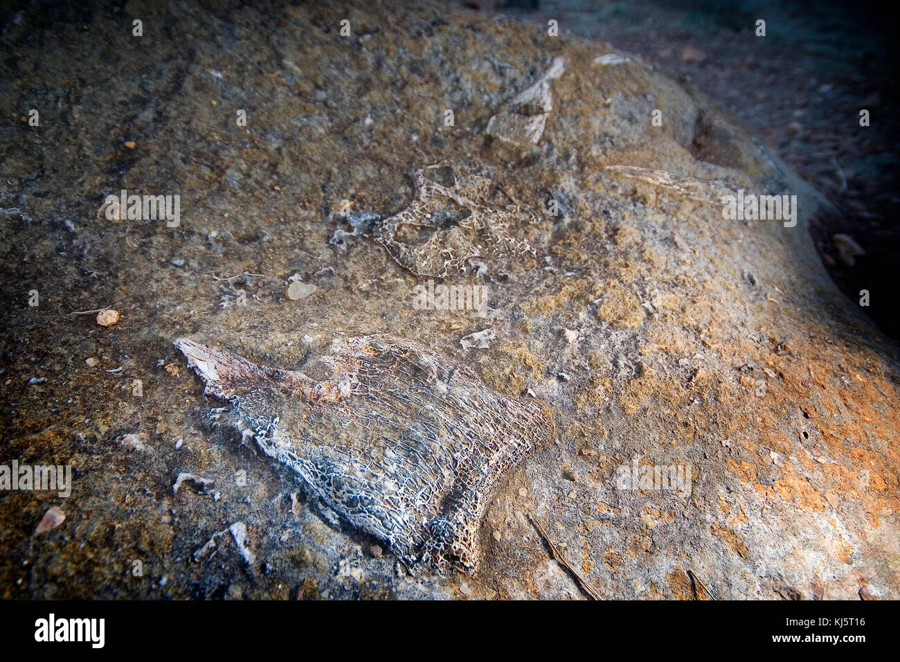 Riversleigh Fossil campi, Boodjamulla National Park, Western Queensland Foto Stock