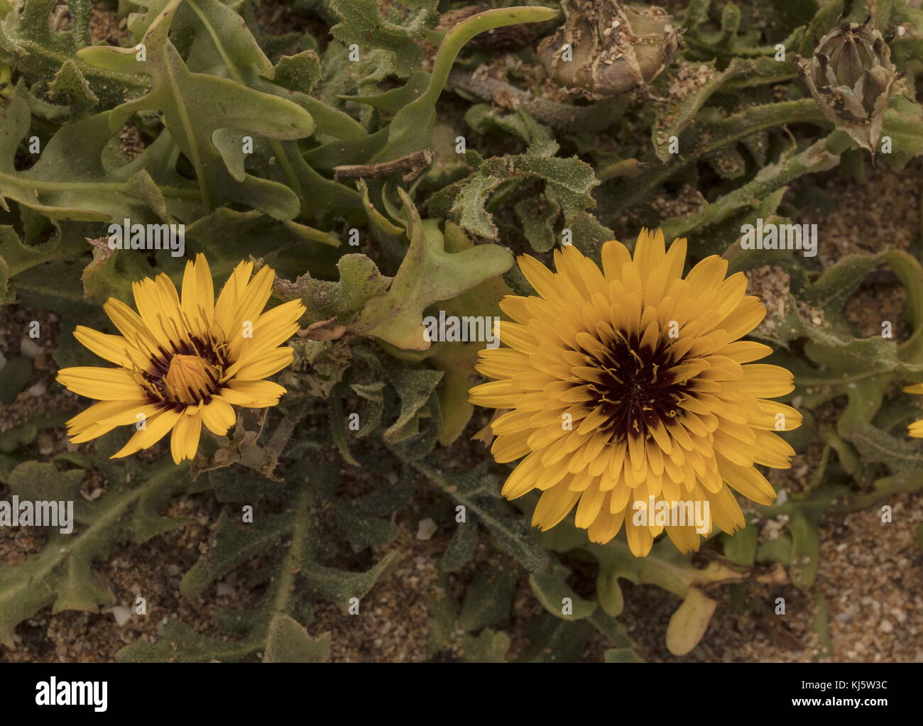 False sowthistle, Reichardia tingitana in fiore, Marocco. Foto Stock