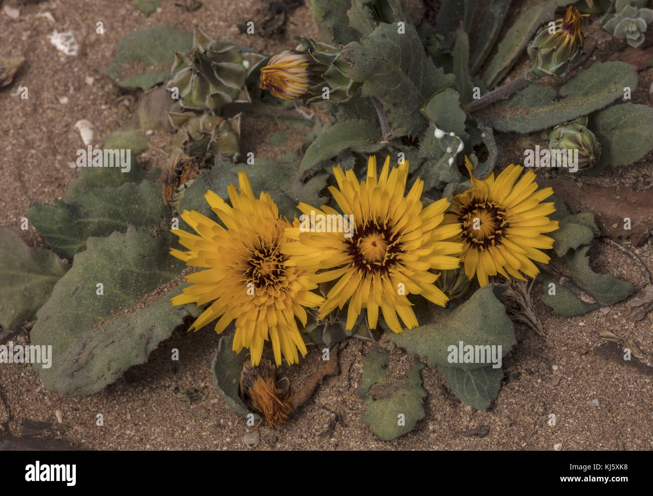 False sowthistle, Reichardia tingitana in fiore, Marocco. Foto Stock