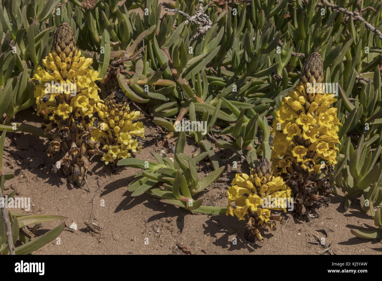 Succhiamele prataiolo giallo, cistanche phelypaea, in fiore sulle dune di sabbia, Marocco. Foto Stock