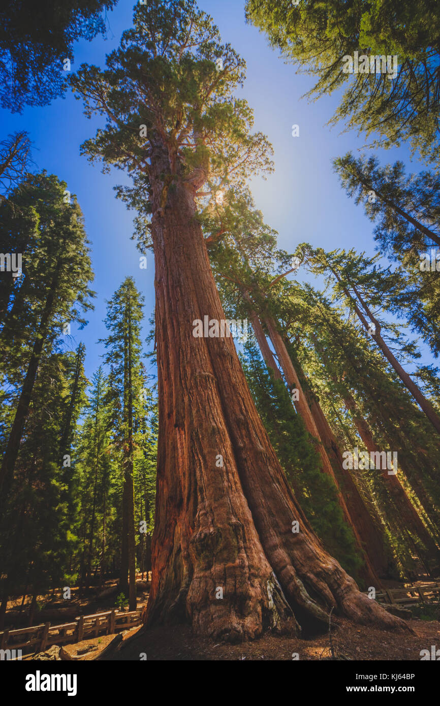 A basso angolo di visione di un gigantesco albero di sequoia lungo il General Sherman Trail, Sequoia National Park, California Foto Stock