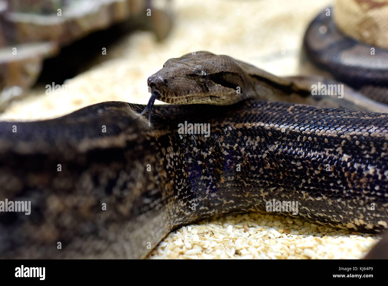 Boa constrictor, un pesante corposo snake, membro della famiglia Boidae. Foto Stock