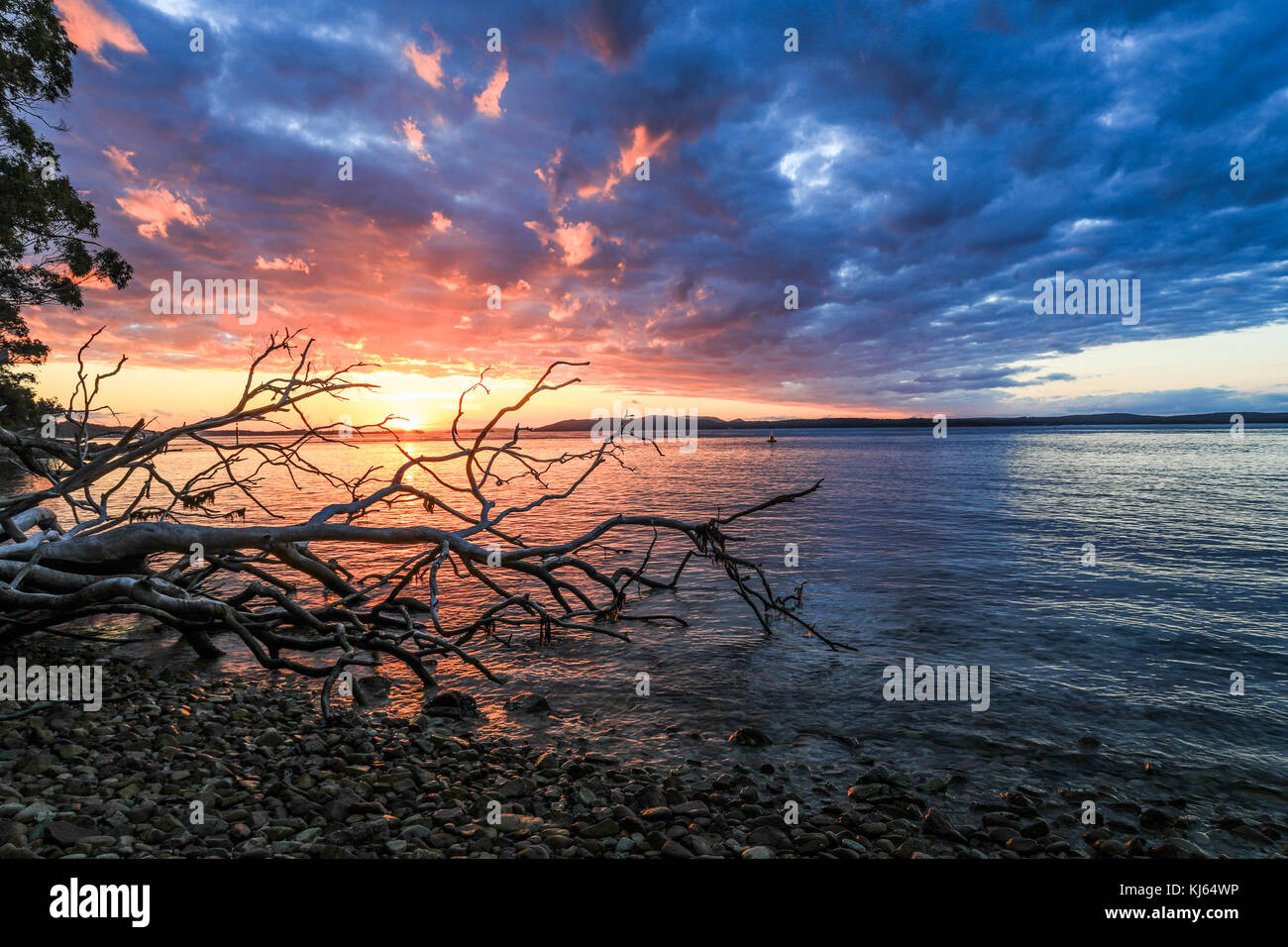 Tramonto riflesso in oceano con silhouette ad albero Foto Stock