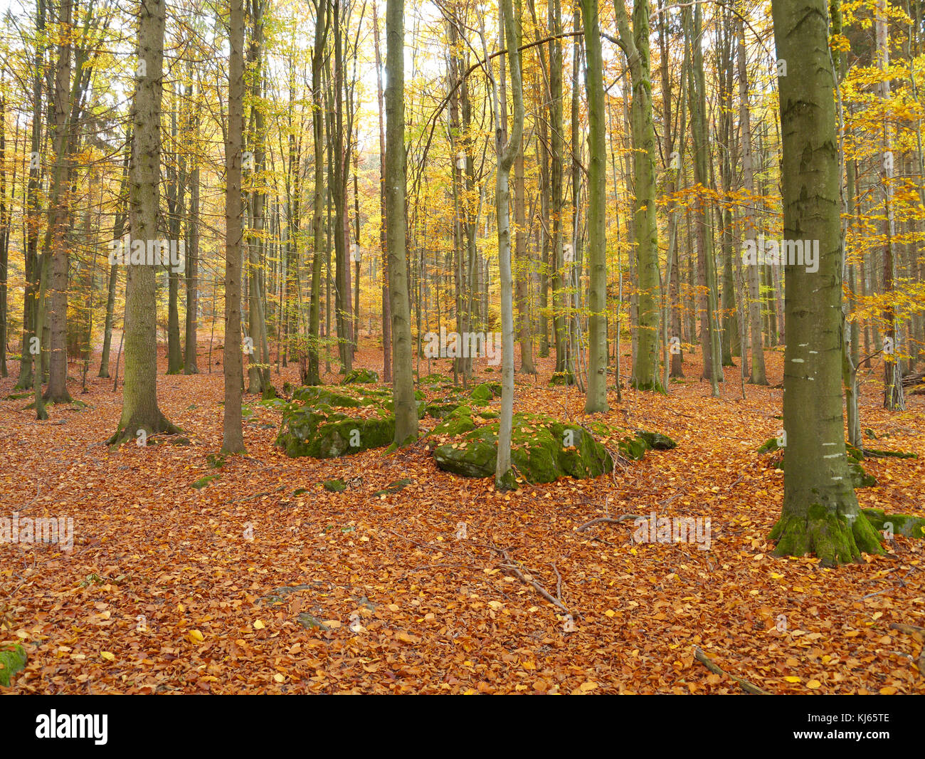 Legno di autunno con foglie di faggio nei colori autunnali Foto Stock