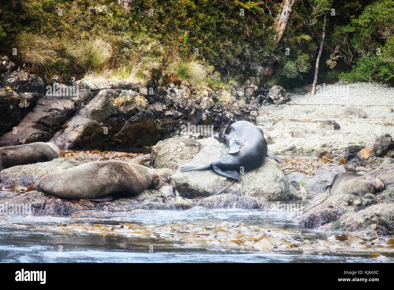 Lions de mer, Caleta Wulaia, baie de Wulaia, Cile Foto Stock