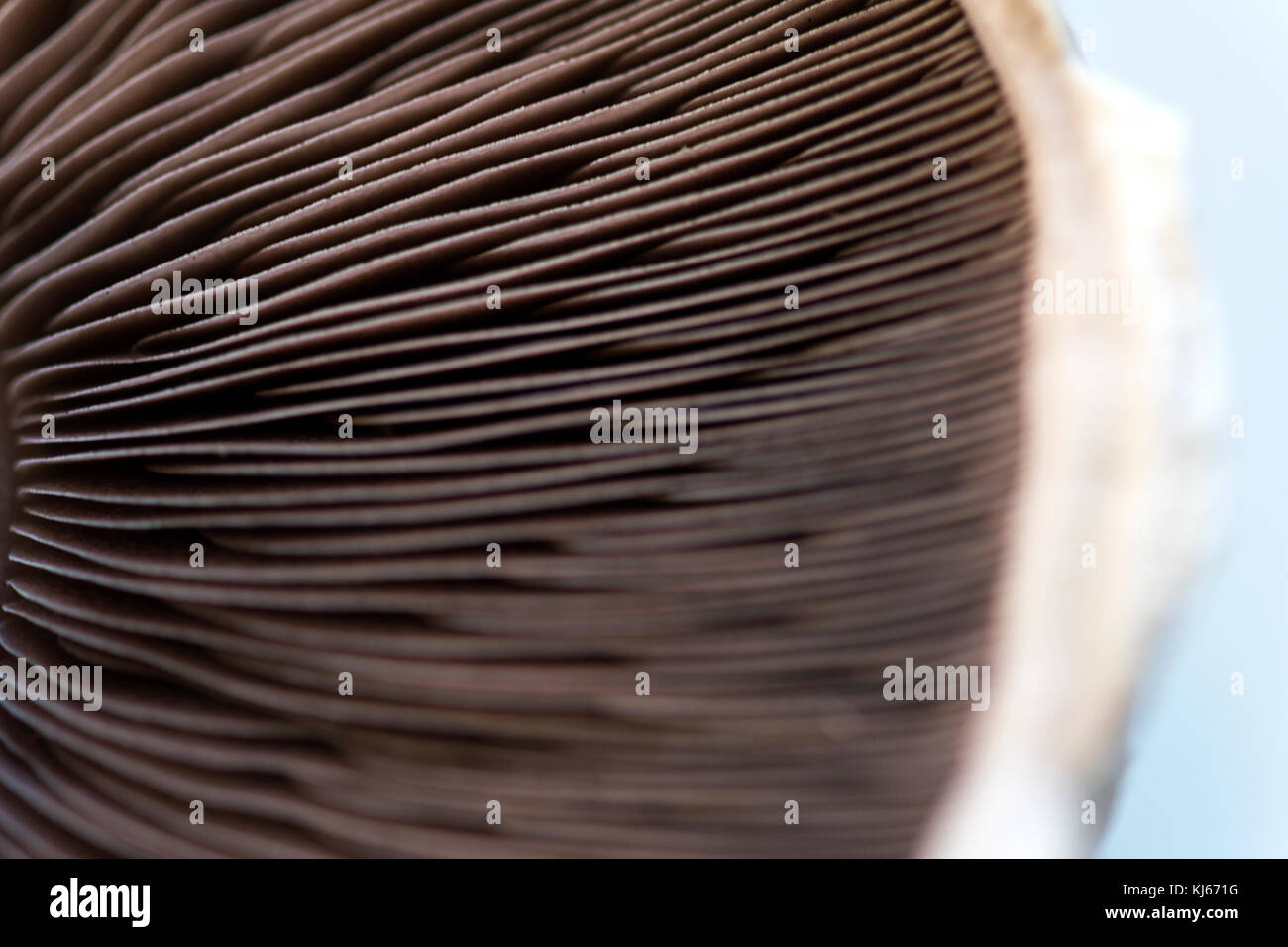 Estrema messa a fuoco selettiva per l'uso di sovrapposizione di testo di un background alimentare con le branchie di un fungo bistecca Foto Stock