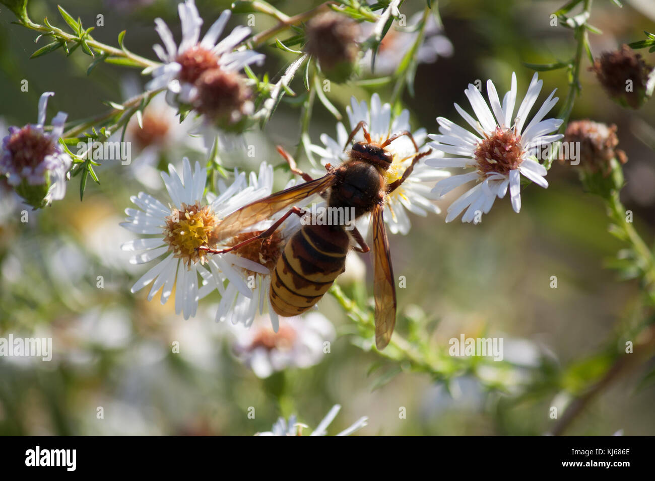 Hornet sul fiore bianco Foto Stock