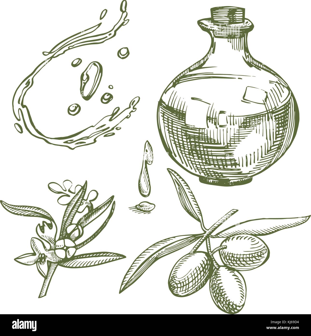 Un ramo di olive mature è succosa versata con olio. farmers market menu design. cibo organico poster. mano vintage bozzetto illustrazione vettoriale. grafico lineare. Illustrazione Vettoriale