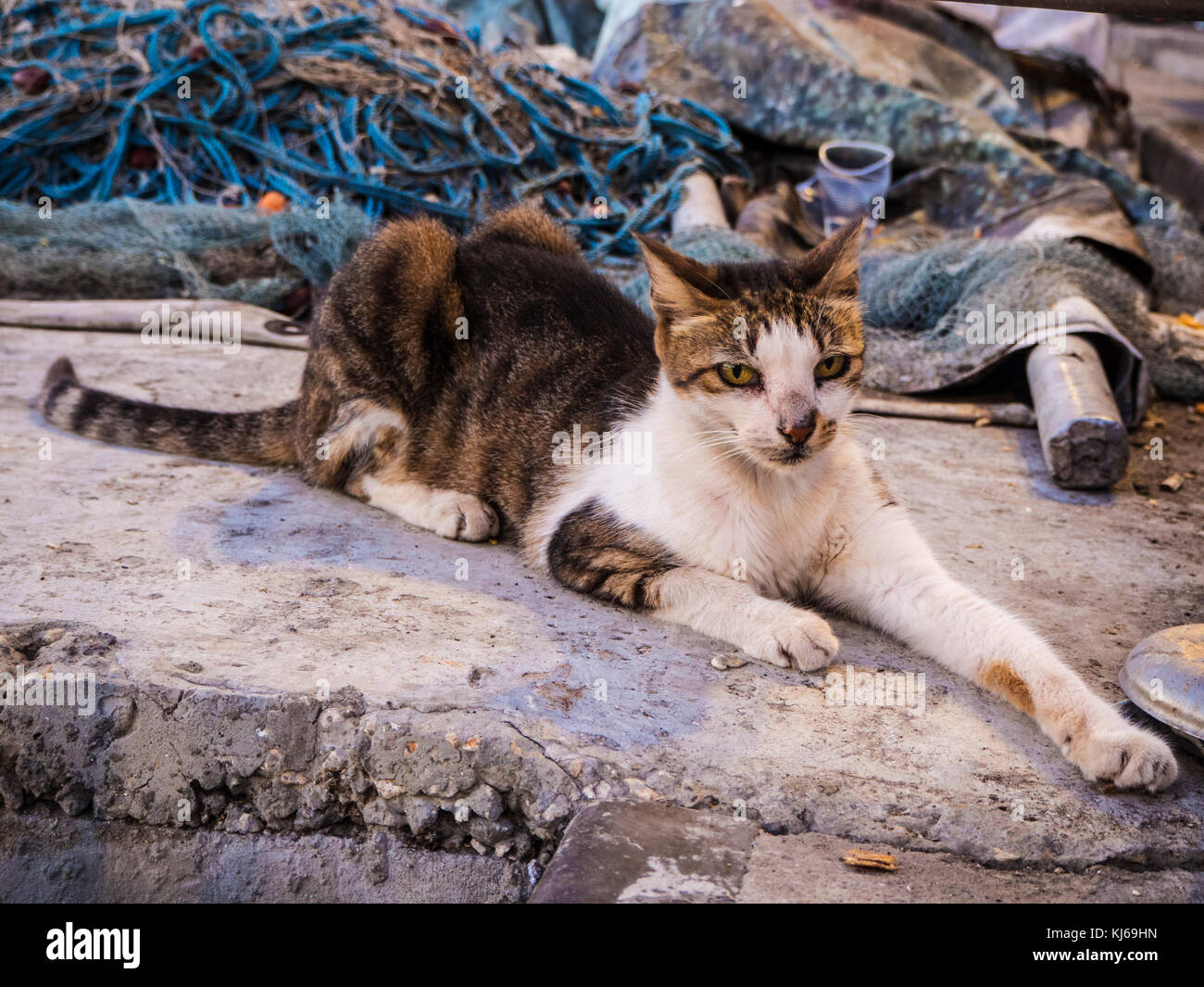 Gatto con rete da pesca Foto Stock