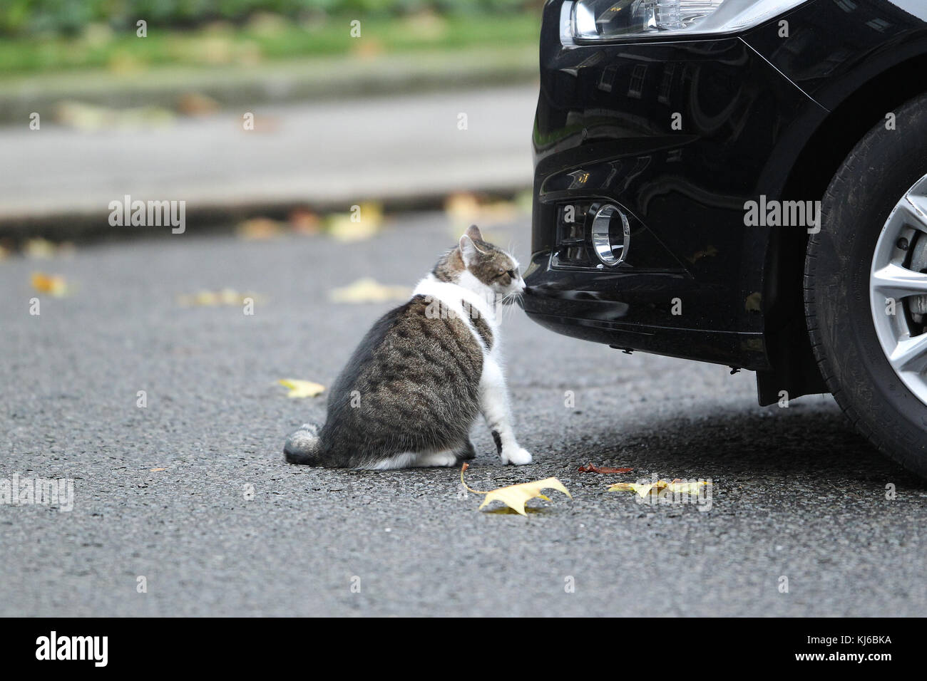 Londra, Regno Unito. 21 novembre, 2017. larry di Downing street cat e chief mouser al cabinet office visto in Downing Street a Londra Foto Stock