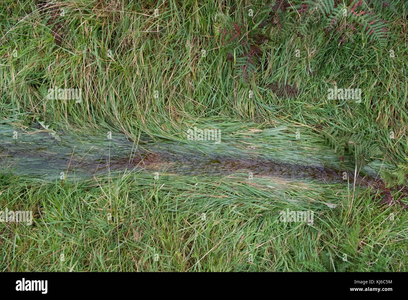 Rivuletto temporaneo come acqua durante le piogge pesanti scorre su erba lungo un pendio, Hoy, Orkney, Scozia, Regno Unito Foto Stock