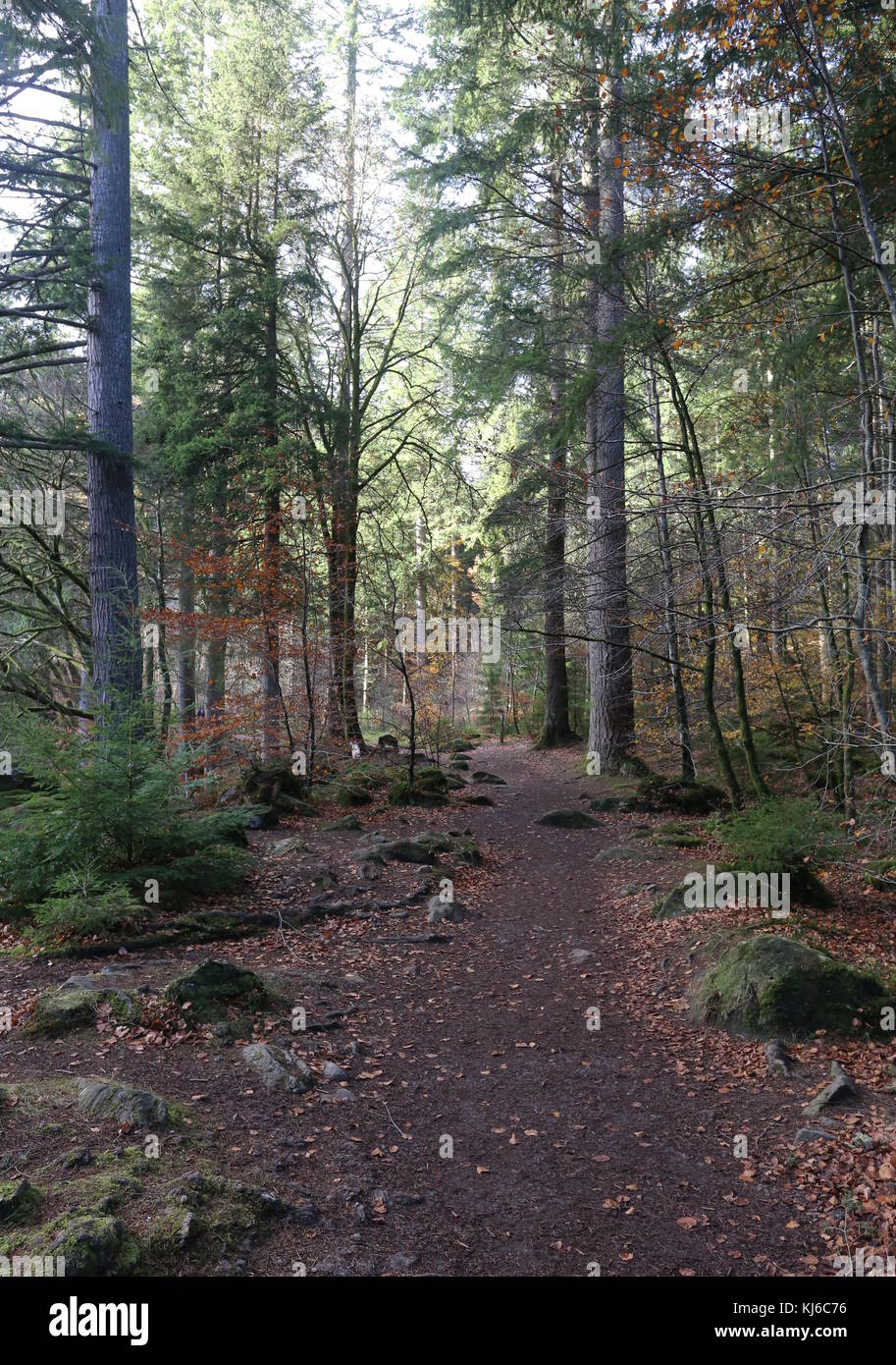 Percorso a piedi nell'eremo vicino a Dunkeld Scozia novembre 2017 Foto Stock