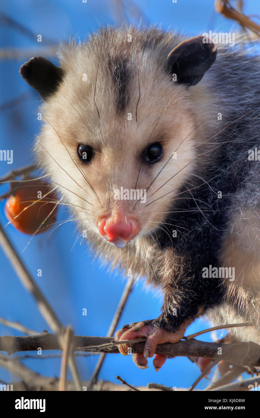 Virginia opossum (Didelphis virginiana), ritratto in un albero, Missouri, Stati Uniti d'America. Foto Stock