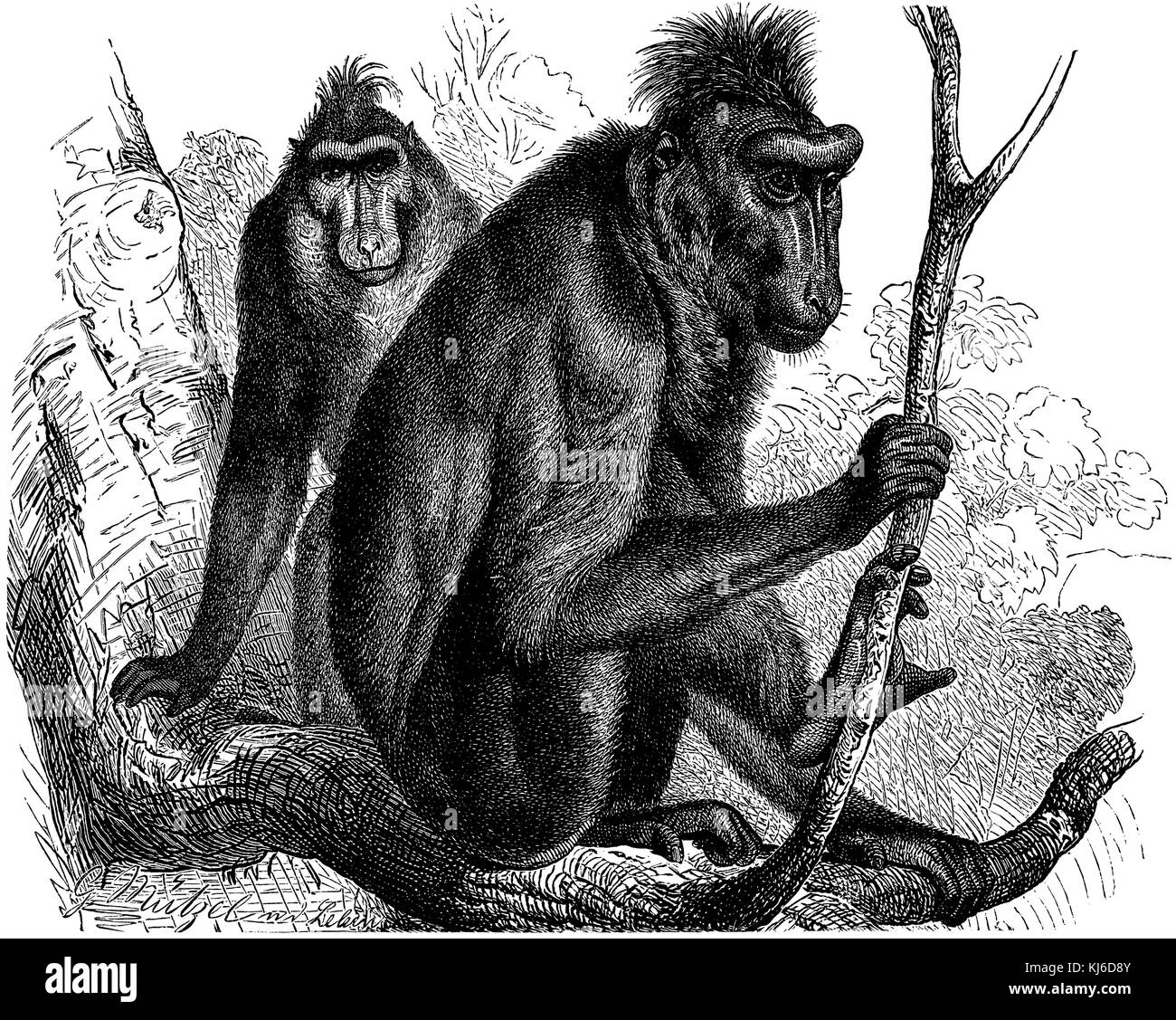Celebes macaque crestato, macaque nero crestato Sulawesi o la scimmia nera (Schopfaffe oder Schopfmakak <Macaca nigra>) Foto Stock