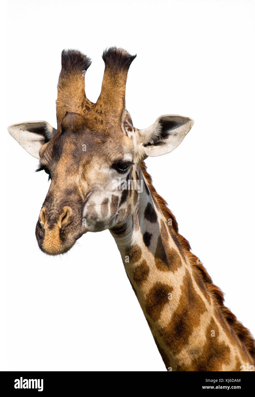 Masai giraffe (Giraffa camelopardalis tippelskirchi) ritratto, isolati su sfondo bianco. Foto Stock