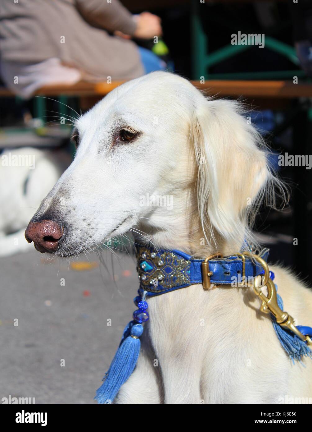 Levriero Persiano Saluki () ritratto maschile a dog show Foto Stock