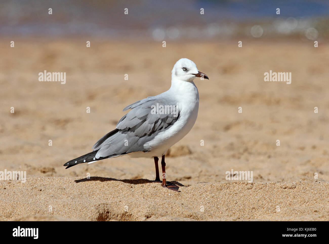 Gabbiano Gray-Headed in piedi su una spiaggia, Umhlanga Rocks, KwaZulu Natal, Sud Africa Foto Stock