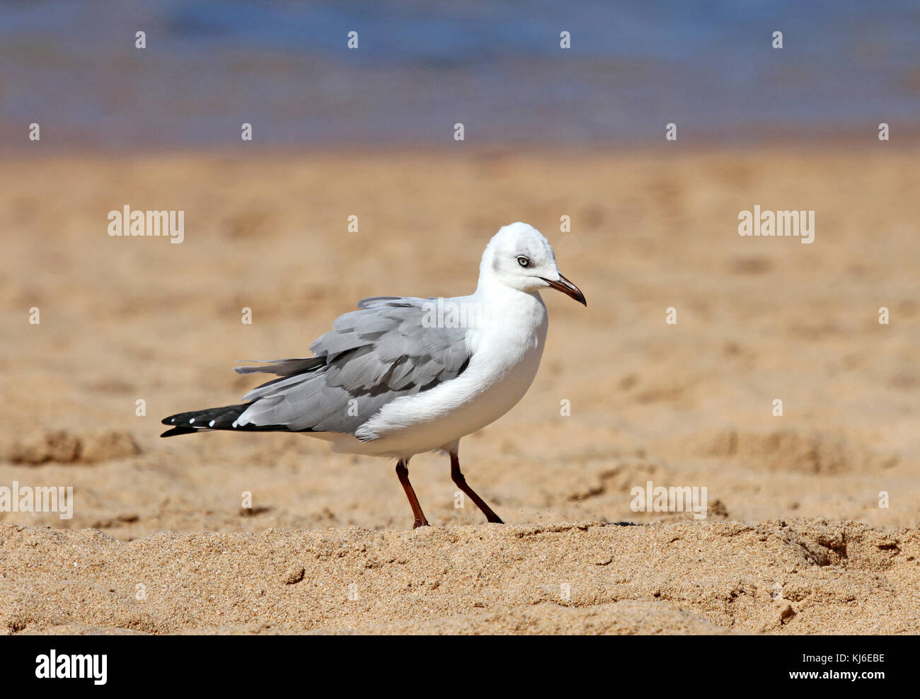 Gabbiano Gray-Headed in piedi su una spiaggia, Umhlanga Rocks, KwaZulu Natal, Sud Africa Foto Stock