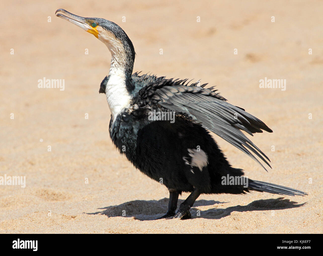 Petto bianco cormorano sulla spiaggia, Umhlanga Rocks, KwaZulu Natal, Sud Africa. Foto Stock