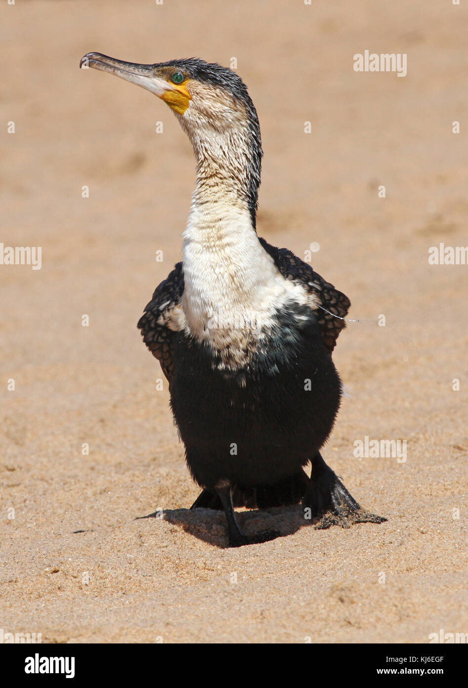 Petto bianco cormorano sulla spiaggia, Umhlanga Rocks, KwaZulu Natal, Sud Africa. Foto Stock