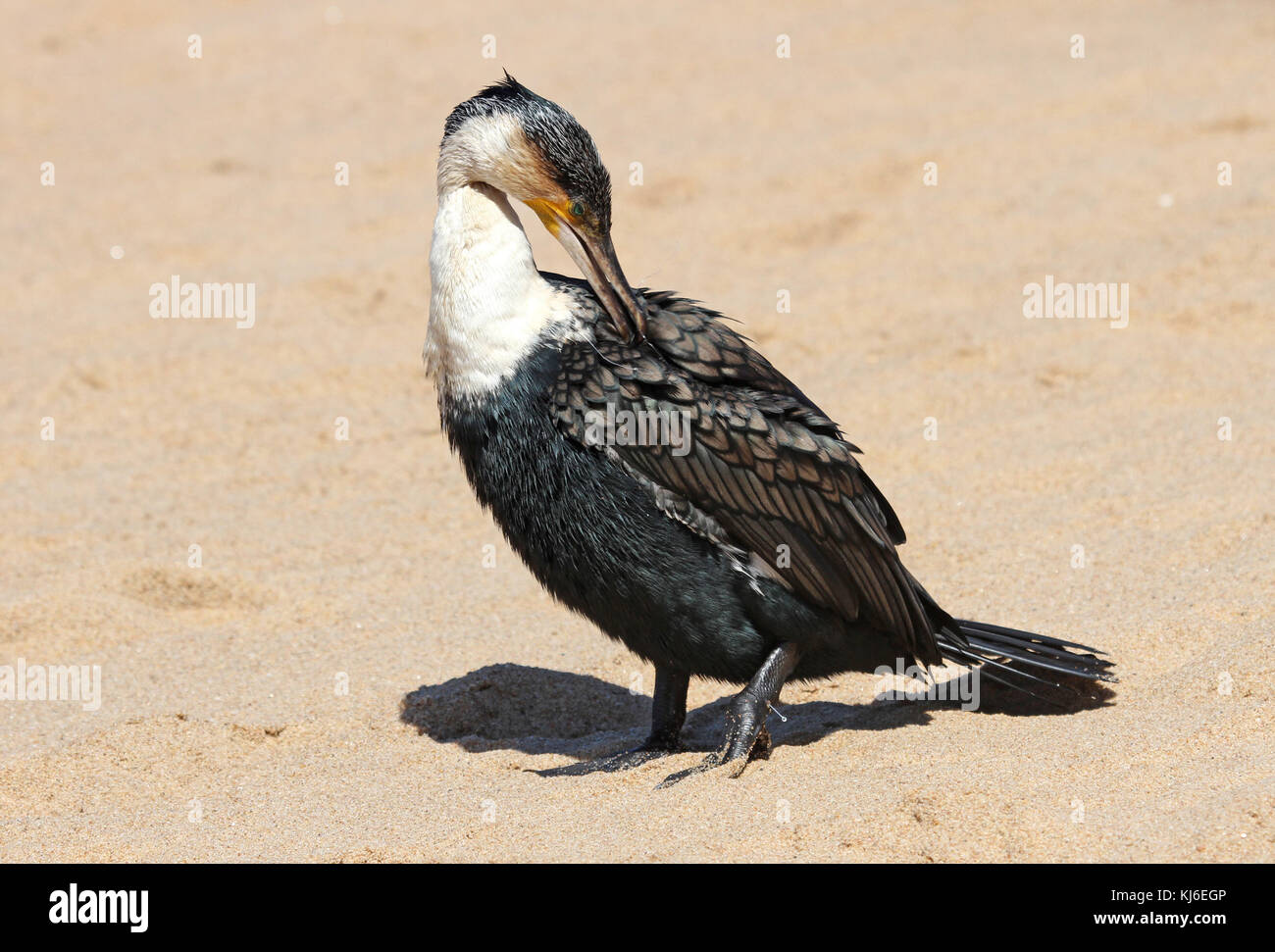Ferito petto bianco cormorano sulla spiaggia, Umhlanga Rocks, KwaZulu Natal, Sud Africa. Foto Stock