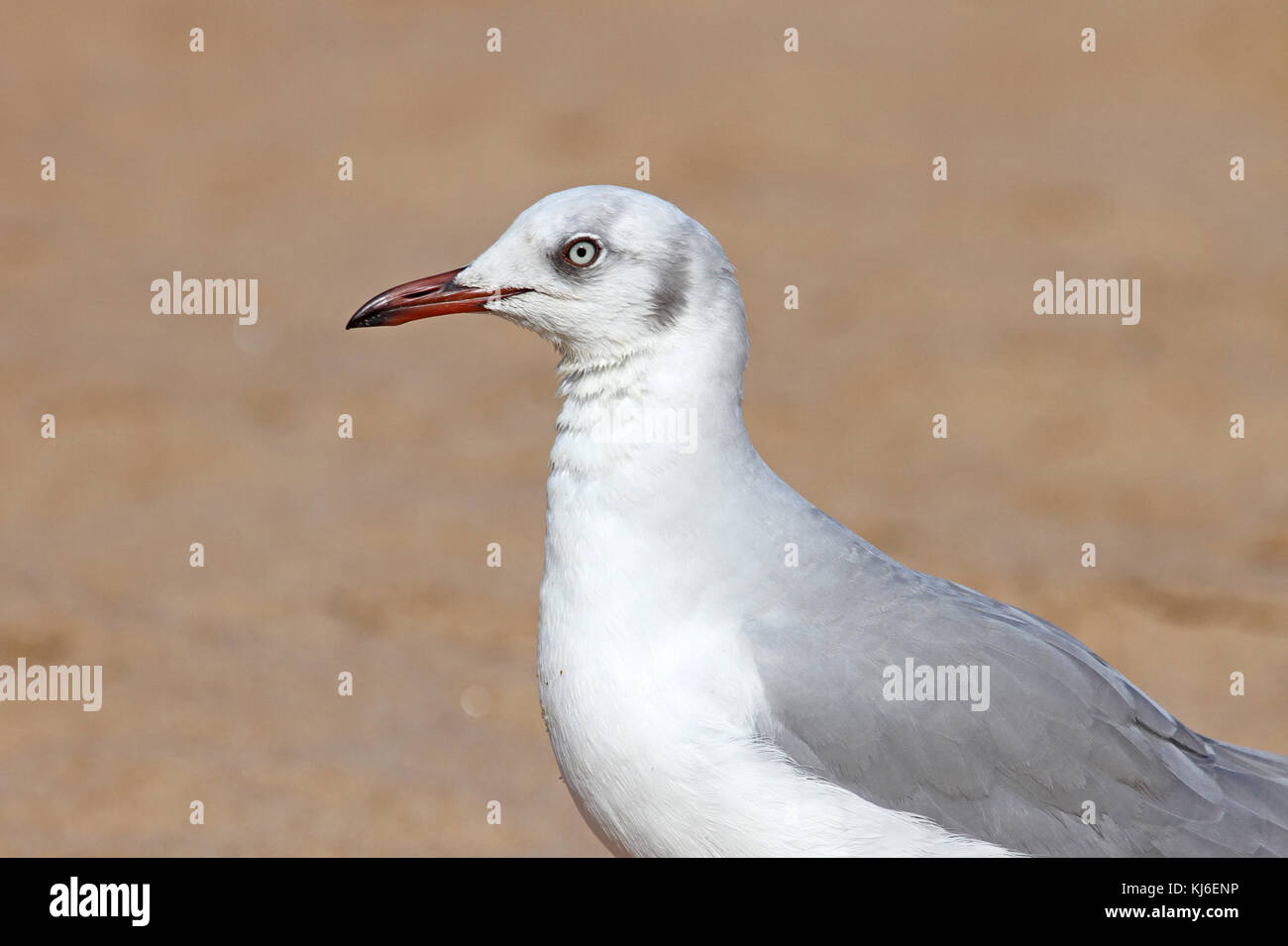 Gabbiano Gray-Headed in piedi su una spiaggia, Umhlanga Rocks, KwaZulu Natal, Sud Africa Foto Stock