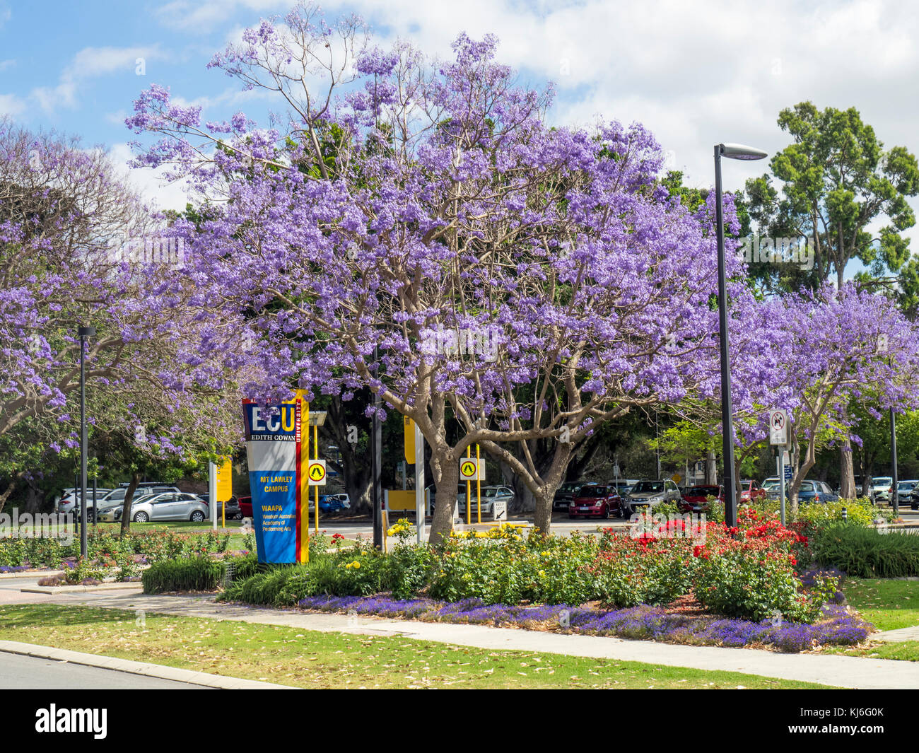 Edith Cowan University e alberi di jacaranda in piena fioritura in Perth Western Australia. Foto Stock