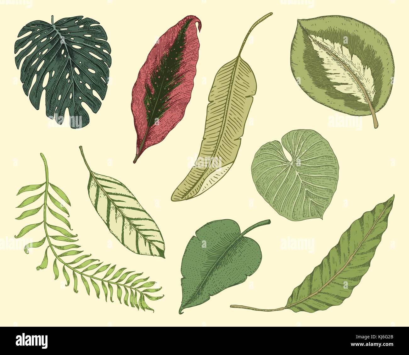 Tropicale o foglie esotiche, foglia di differenti vintage cercando piante. monstera e la felce, palm con banana botanica set. Fiori incisi vintage, disegnato a mano. botanico prodotto organico. sfondo verde. Illustrazione Vettoriale