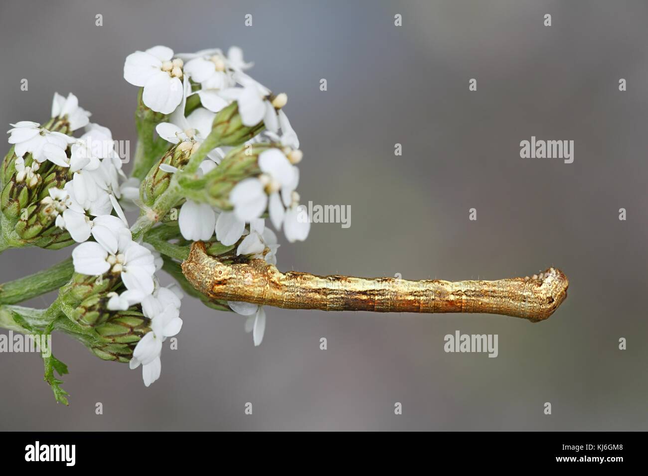 Festone hazel caterpillar, odontopera bidentata Foto Stock