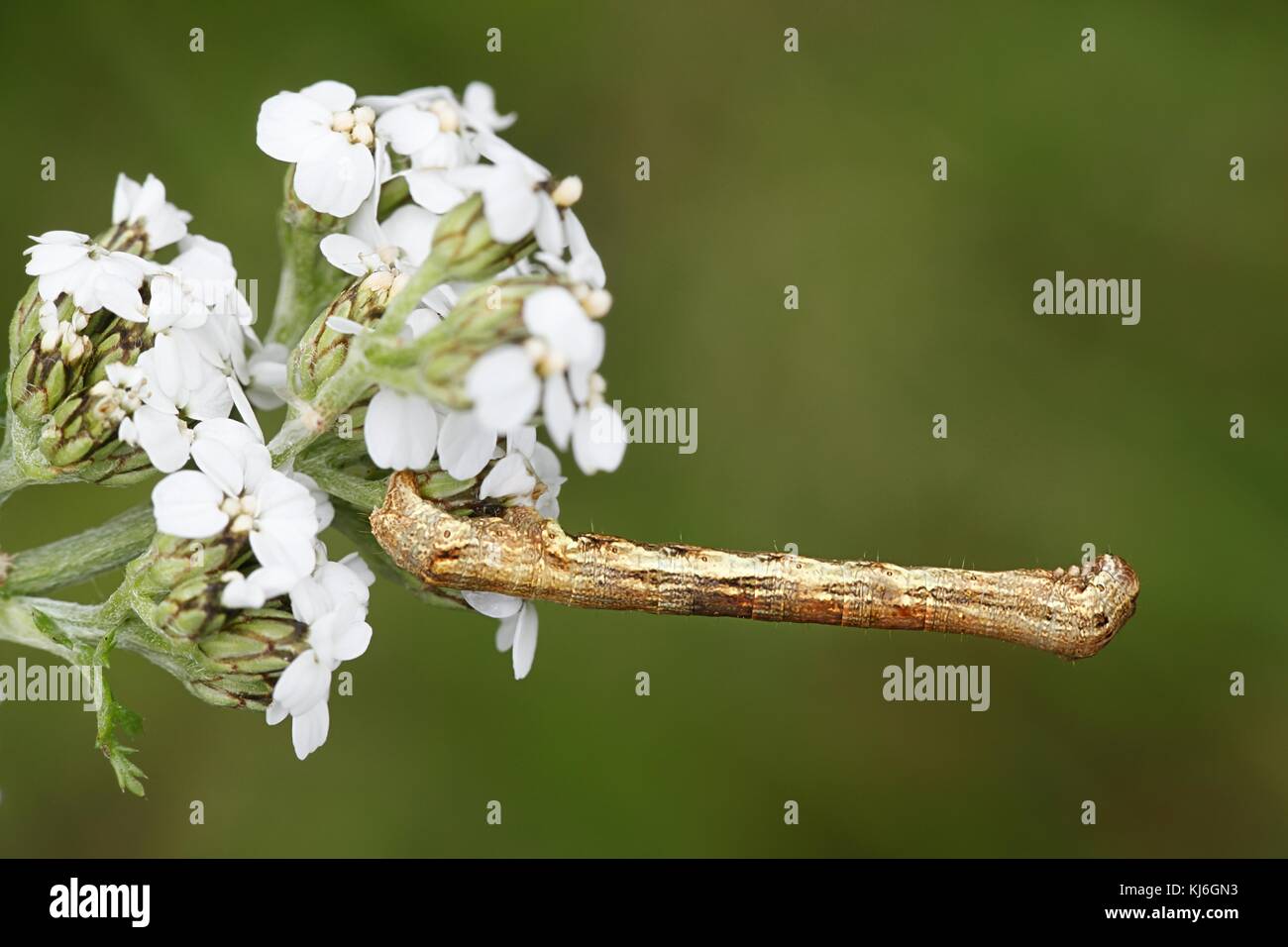 Festone hazel caterpillar, odontopera bidentata Foto Stock