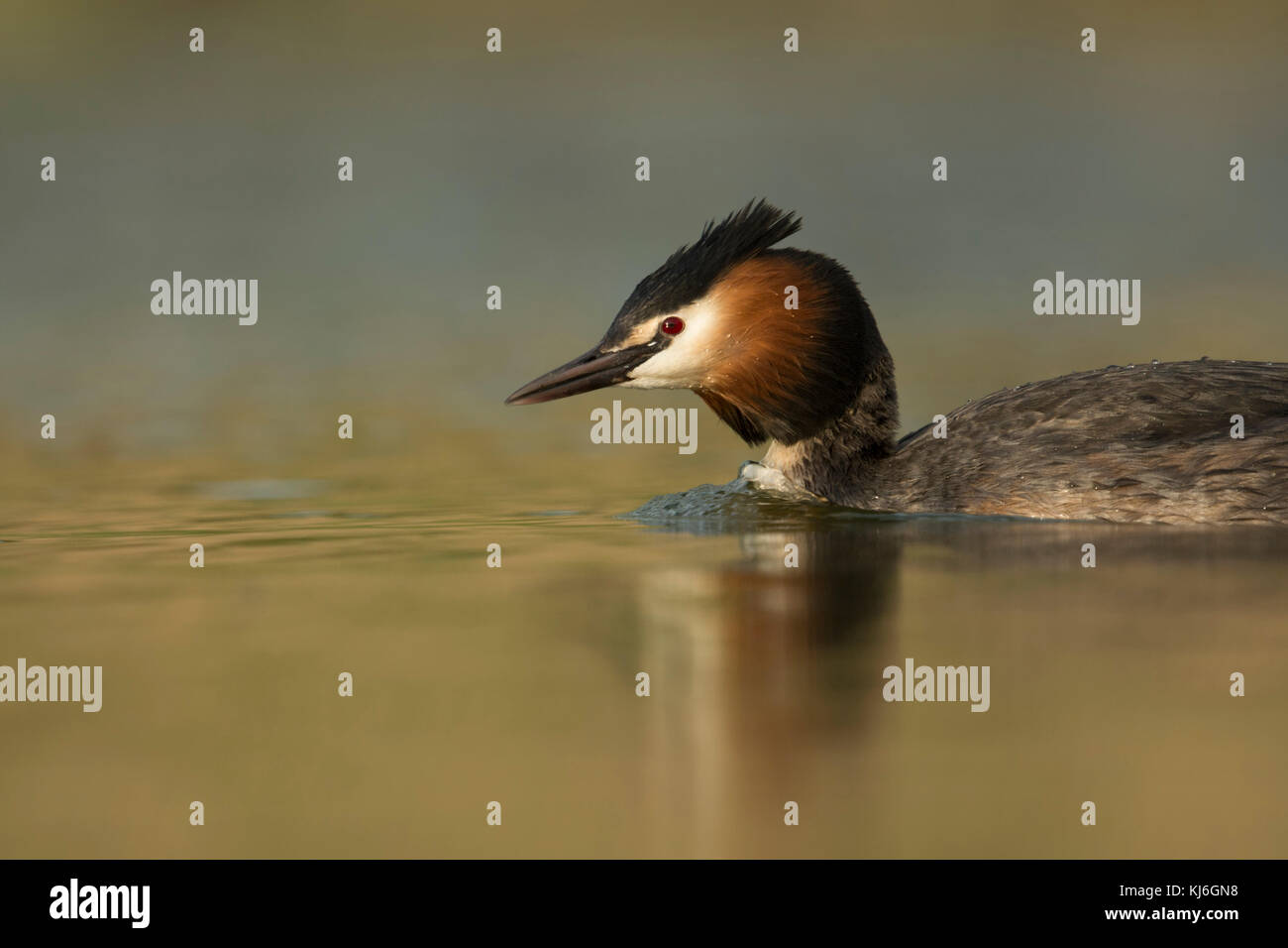 Svasso maggiore / Haubentaucher ( Podiceps cristatus ) nuoto, nuota veloce, l'Europa. Foto Stock
